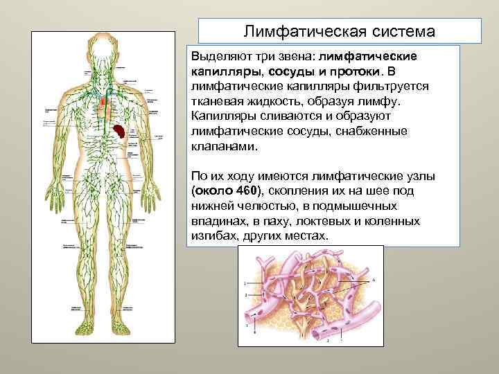 Лимфа образуется из