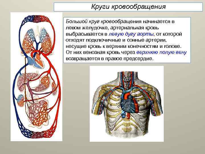 Круги кровообращения Большой круг кровообращения начинается в левом желудочке, артериальная кровь выбрасывается в левую