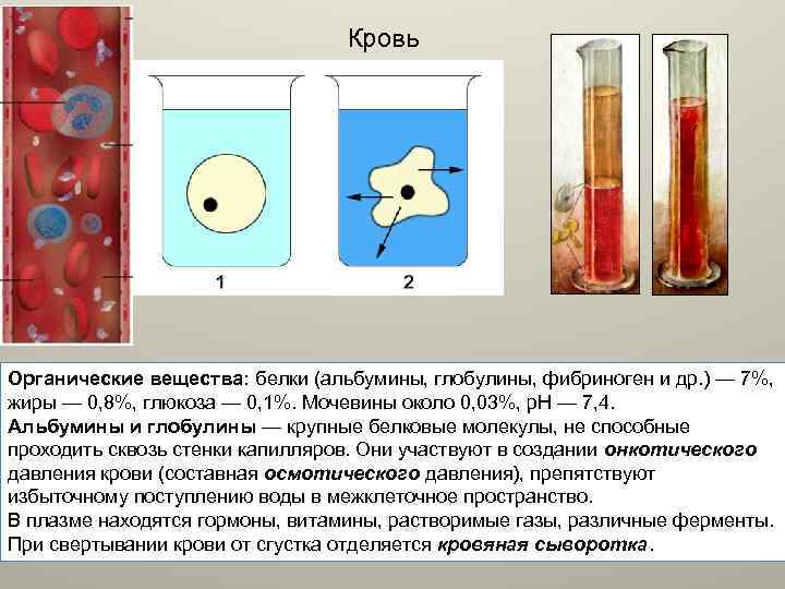 Кровь Органические вещества: белки (альбумины, глобулины, фибриноген и др. ) — 7%, жиры —