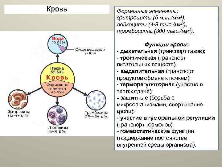 Кровь Форменные элементы: эритроциты (5 млн. /мм 3), лейкоциты (4 -9 тыс. /мм 3),