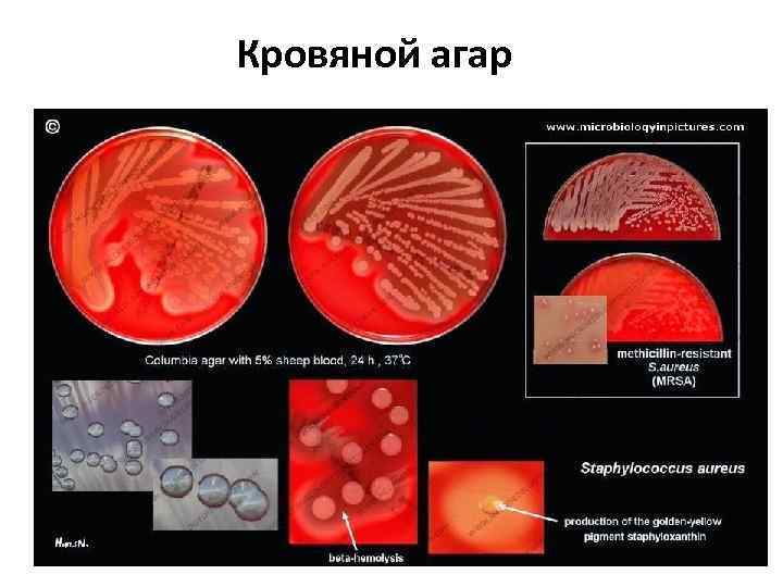 Микробиологическая технология презентация