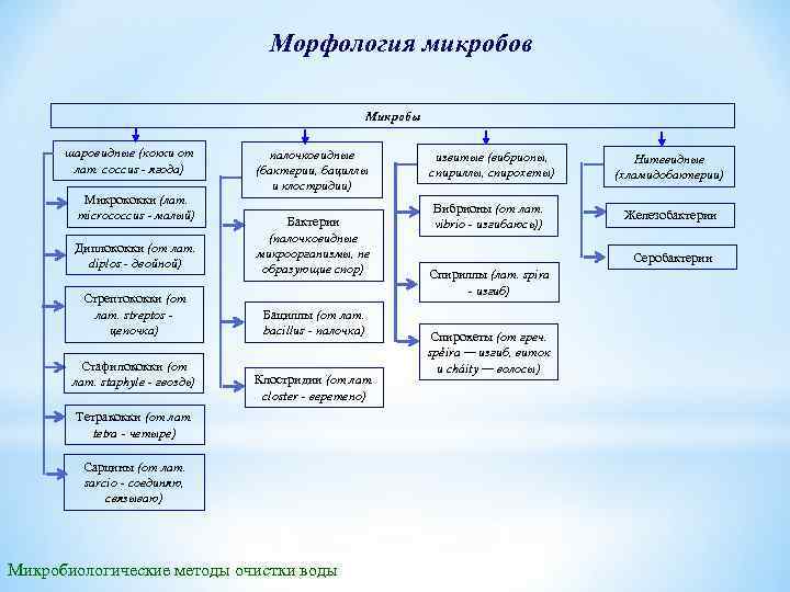 Морфология микробов Микробы шаровидные (кокки от лат. cocсus - ягода) Микрококки (лат. micrococcus -