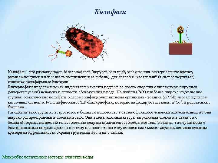 Колифаги - это разновидность бактериофагов (вирусов бактерий, заражающих бактериальную клетку, размножающихся в ней и