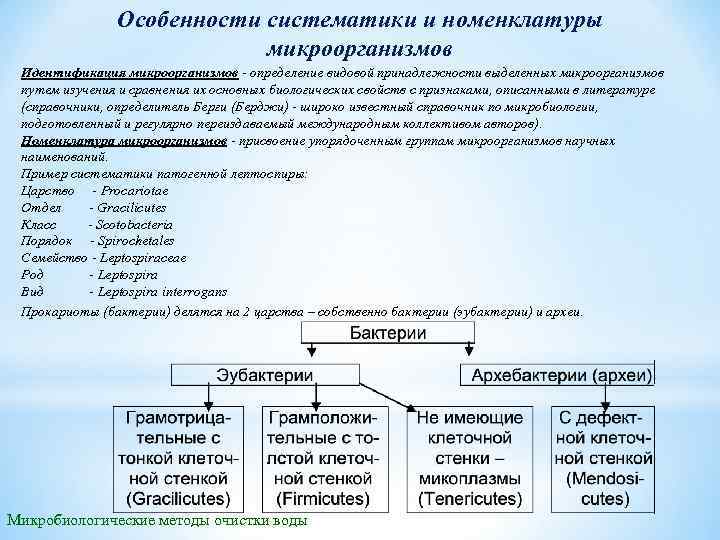 Особенности систематики и номенклатуры микроорганизмов Идентификация микроорганизмов определение видовой принадлежности выделенных микроорганизмов путем изучения