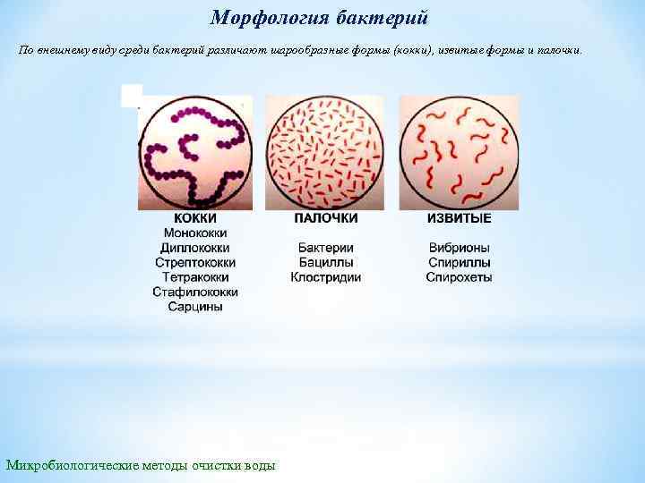 Морфология бактерий По внешнему виду среди бактерий различают шарообразные формы (кокки), извитые формы и