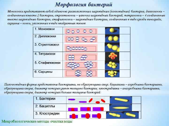 Морфология бактерий Монококки представляют собой одиночно расположенные шаровидные (кокковидные) бактерии, диплококки – соединенные вместе