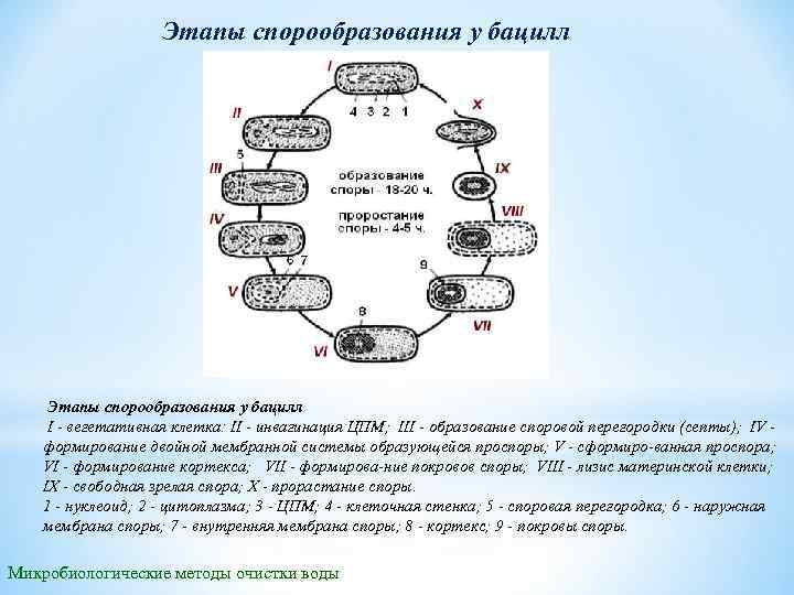 Этапы спорообразования у бацилл I вегетативная клетка: II инвагинация ЦПМ; III образование споровой перегородки