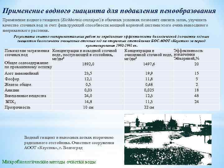 Применение водного гиацинта для подавления пенообразования Применение водного гиацинта (Eichhornia crassipes) в обычных условиях