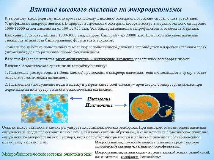 Влияние высокого давления на микроорганизмы К высокому атмосферному или гидростатическому давлению бактерии, а особенно