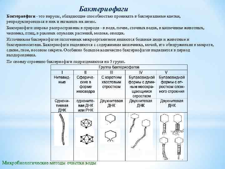 Бактериофаги это вирусы, обладающие способностью проникать в бактериальные клетки, репродуктироваться в них и вызывать