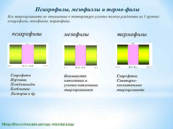Психрофилы, мезофиллы и термо филы Все микроорганизмы по отношению к температуре условно можно разделить