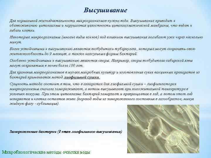 Высушивание Для нормальной жизнедеятельности микроорганизмов нужна вода. Высушивание приводит к обезвоживанию цитоплазмы и нарушается