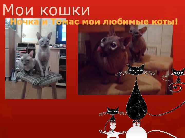 Мои кошки Ночка и Томас мои любимые коты! 