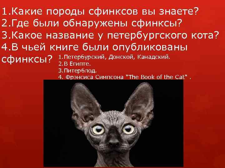 1. Какие породы сфинксов вы знаете? 2. Где были обнаружены сфинксы? 3. Какое название