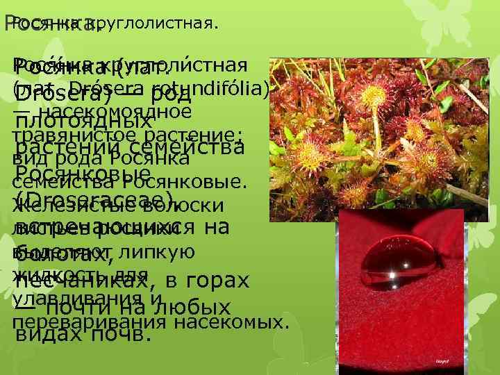 Росянка круглолистная. Росянка. Рося ннка (лат. стная Рося ка круглоли (лат. Drósera род Drósera)