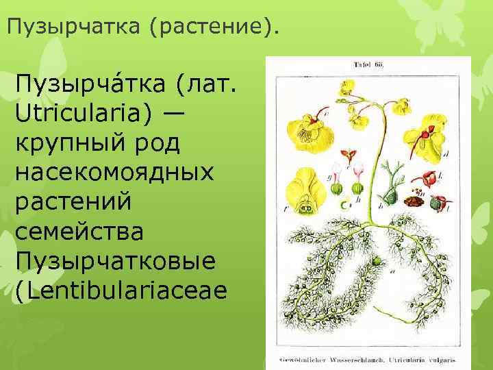 Пузырчатка (растение). Пузырча тка (лат. Utricularia) — крупный род насекомоядных растений семейства Пузырчатковые (Lentibulariaceae