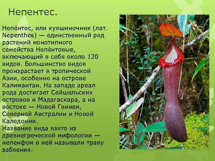 Непентес. Непе нтес, или кувшиночник (лат. Nepenthes) — единственный род растений монотипного семейства Непе