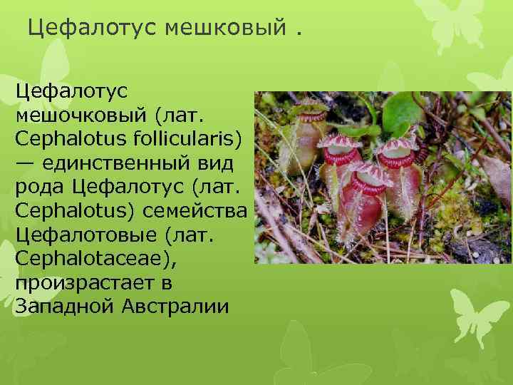 Цефалотус мешковый. Цефалотус мешочковый (лат. Cephalotus follicularis) — единственный вид рода Цефалотус (лат. Cephalotus)