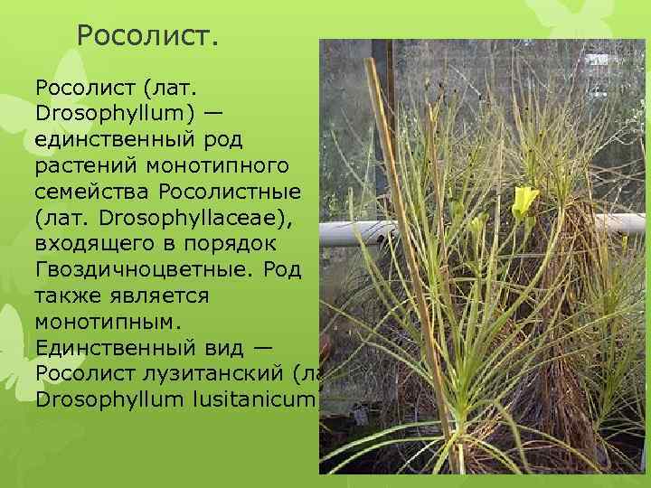 Росолист (лат. Drosophyllum) — единственный род растений монотипного семейства Росолистные (лат. Drosophyllaceae), входящего в