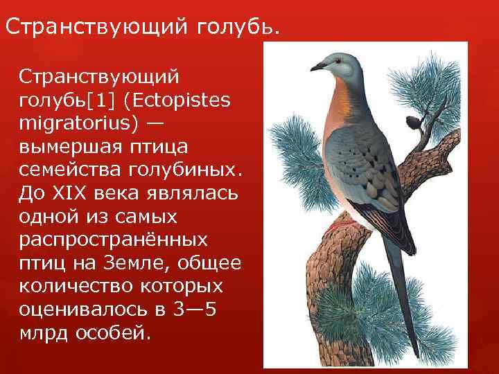 Странствующий голубь[1] (Ectopistes migratorius) — вымершая птица семейства голубиных. До XIX века являлась одной