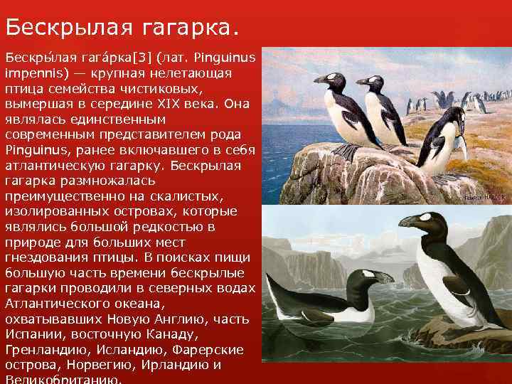 Бескрылая гагарка. Бескры лая гага рка[3] (лат. Pinguinus impennis) — крупная нелетающая птица семейства