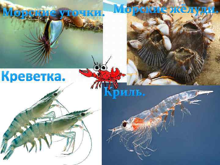 Морские уточки. Морские жёлуди. Креветка. Криль. 