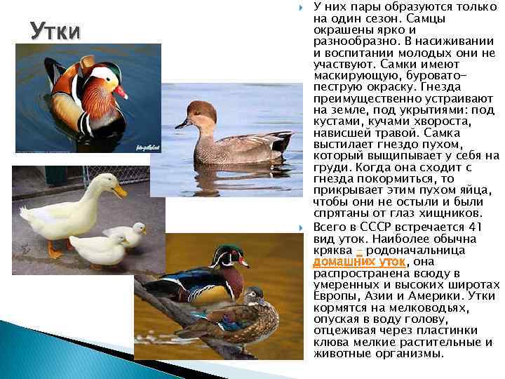  Утки У них пары образуются только на один сезон. Самцы окрашены ярко и