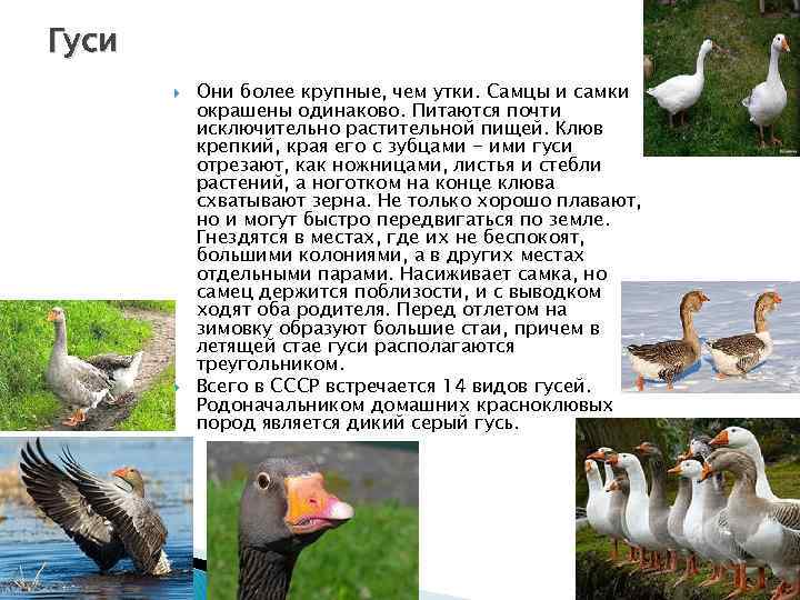 Гуси Они более крупные, чем утки. Самцы и самки окрашены одинаково. Питаются почти исключительно