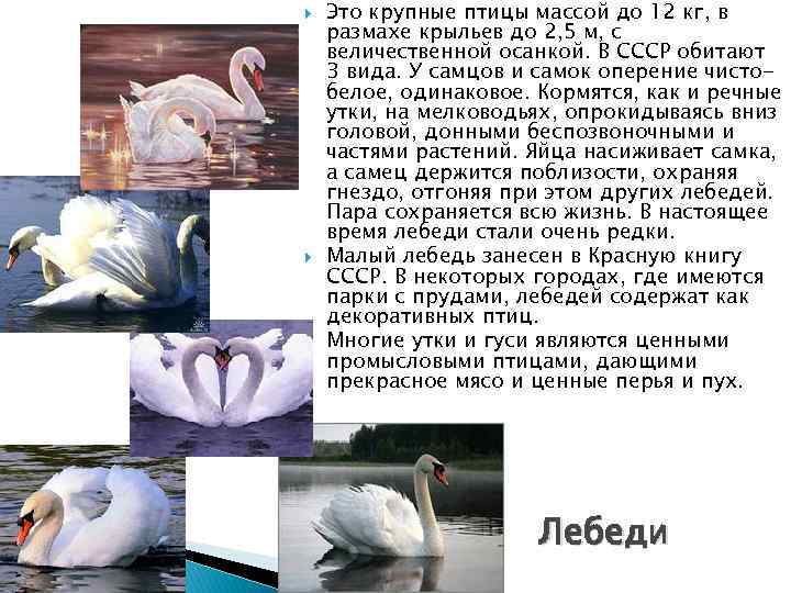  Это крупные птицы массой до 12 кг, в размахе крыльев до 2, 5