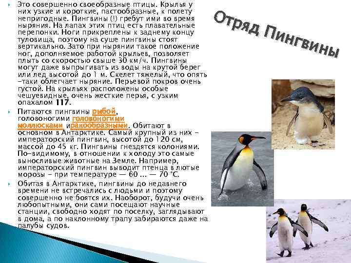  Это совершенно своеобразные птицы. Крылья у них узкие и короткие, пастообразные, к полету