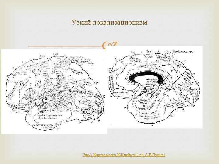 Узкий локализационизм Рис. 3 Карты мозга К. Клейста ( по А. Р. Лурия) 