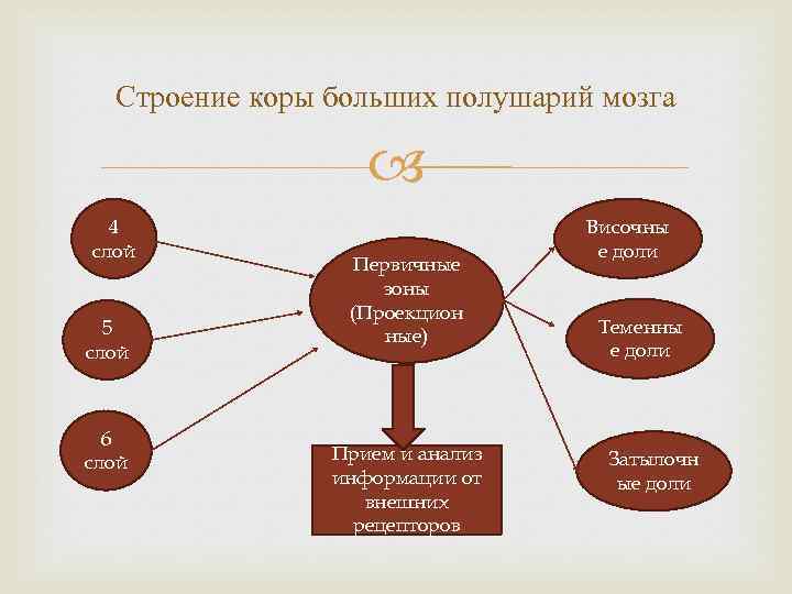 Строение коры больших полушарий мозга 4 слой 5 слой 6 слой Первичные зоны (Проекцион