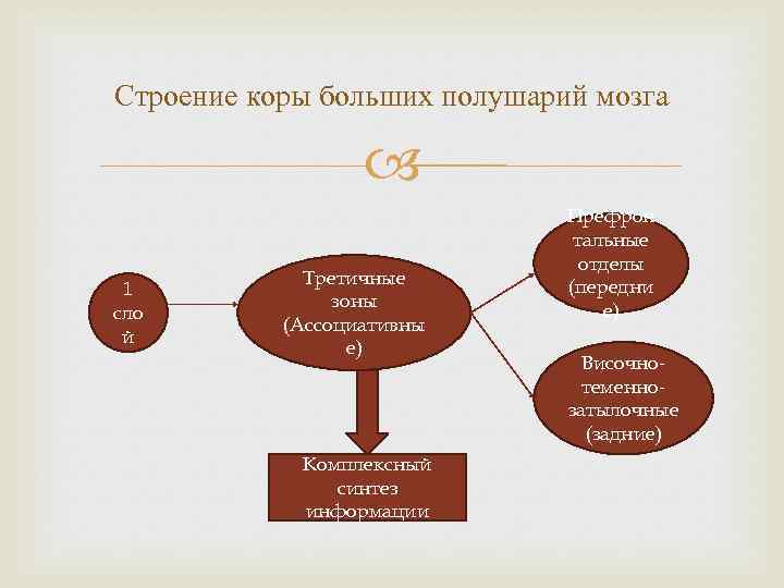 Строение коры больших полушарий мозга 1 сло й Третичные зоны (Ассоциативны е) Комплексный синтез