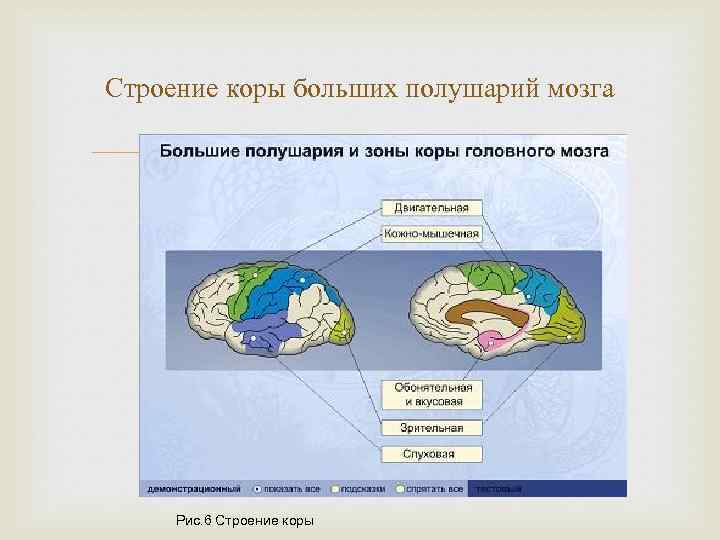 Строение коры больших полушарий мозга Рис. 6 Строение коры 