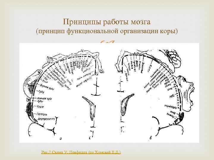 Принципы работы мозга (принцип функциональной организации коры) Рис. 7 Схема У. Пенфилда (по Хомской