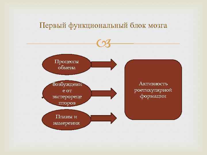 Первый функциональный блок мозга Процессы обмена Возбуждени е от экстерореце пторов Планы и намерения