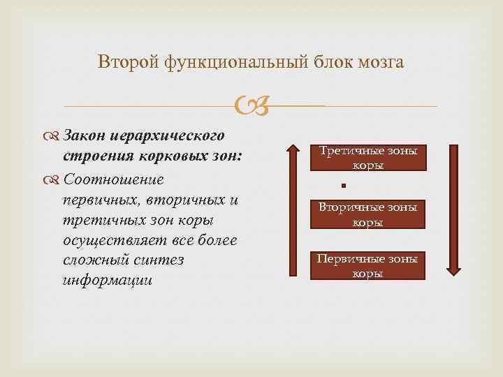 Второй функциональный блок мозга Закон иерархического строения корковых зон: Соотношение первичных, вторичных и третичных