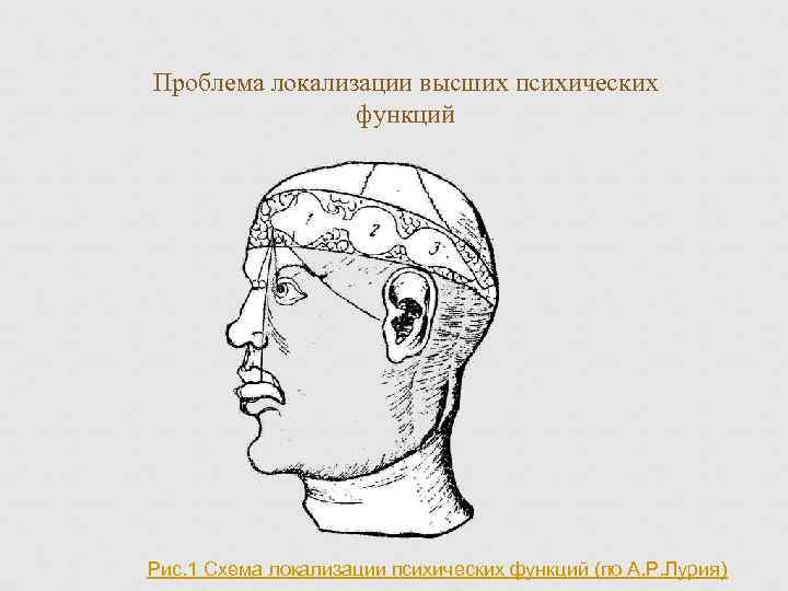 Проблема локализации высших психических функций Рис. 1 Схема локализации психических функций (по А. Р.