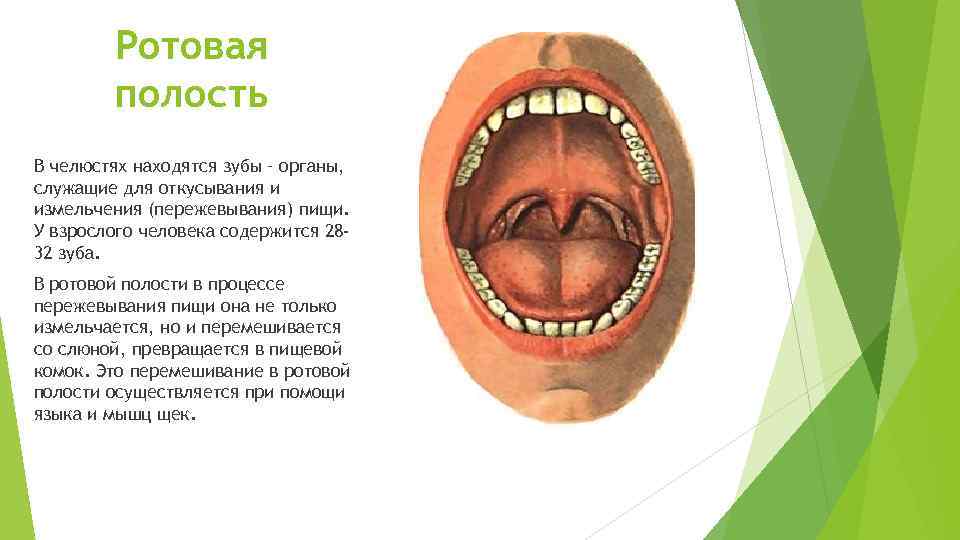 Ротовая полость В челюстях находятся зубы – органы, служащие для откусывания и измельчения (пережевывания)