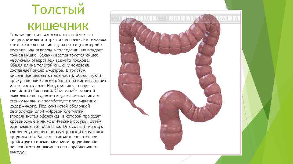 Толстый кишечник Толстая кишка является конечной частью пищеварительного тракта человека. Ее началом считается слепая
