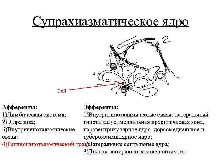 Стимуляция переднего и латерального гипоталамуса формирует. Супрахиазменные ядра гипоталамуса. СХЯ гипоталамуса. Супрахиазматическое ядро гипоталамуса строение. Супрахиазмальное ядро головного мозга..