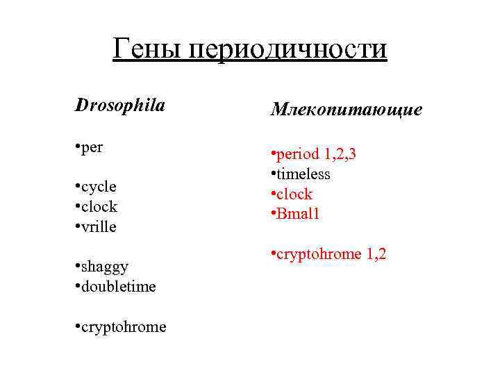 Гены периодичности Drosophila Млекопитающие • period 1, 2, 3 • timeless • clock •