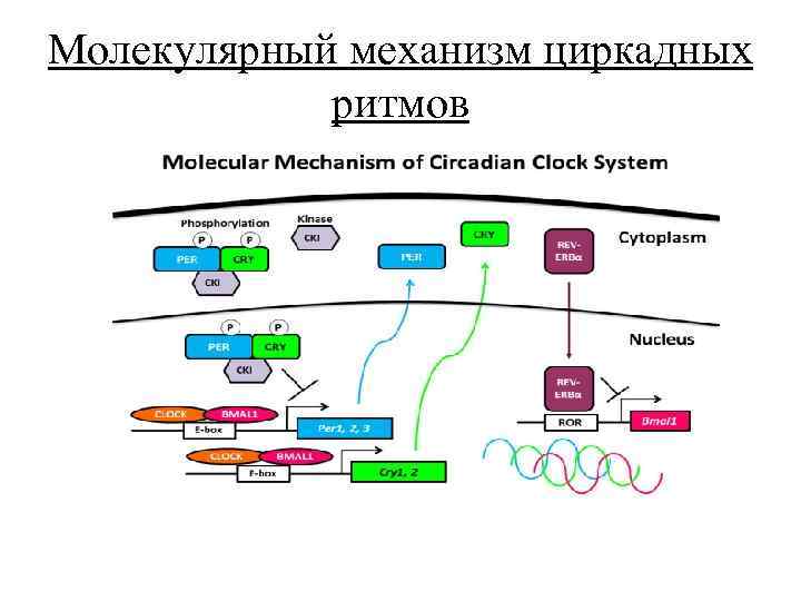 План поток ритм книга