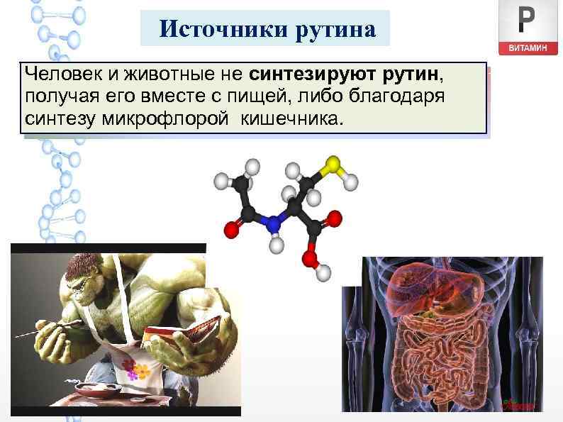 Источники рутина Человек и животные не синтезируют рутин, получая его вместе с пищей, либо