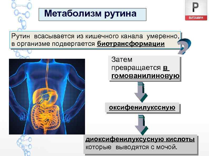 Метаболизм рутина Рутин всасывается из кишечного канала умеренно, в организме подвергается биотрансформации Затем превращается