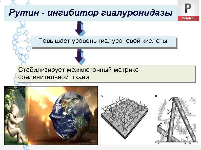 Рутин - ингибитор гиалуронидазы Повышает уровень гиалуроновой кислоты Стабилизирует межклеточный матрикс соединительной ткани 