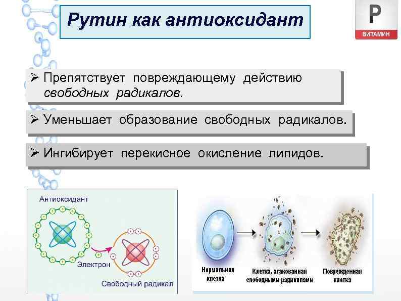 Рутин как антиоксидант Ø Препятствует повреждающему действию свободных радикалов. Ø Уменьшает образование свободных радикалов.