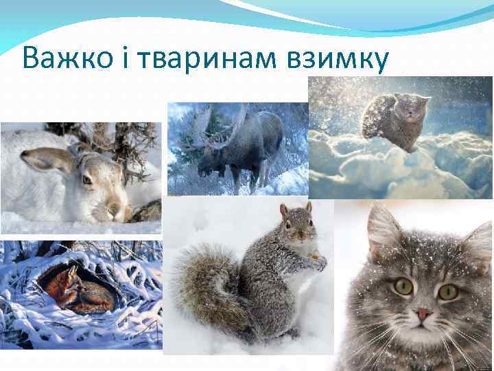 Важко і тваринам взимку 