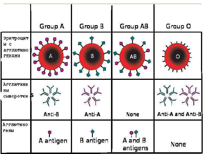 Групповая принадлежность крови и схема переливания