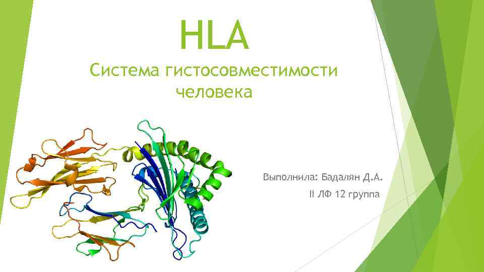 HLA Система гистосовместимости человека Выполнила: Бадалян Д. А. II ЛФ 12 группа 